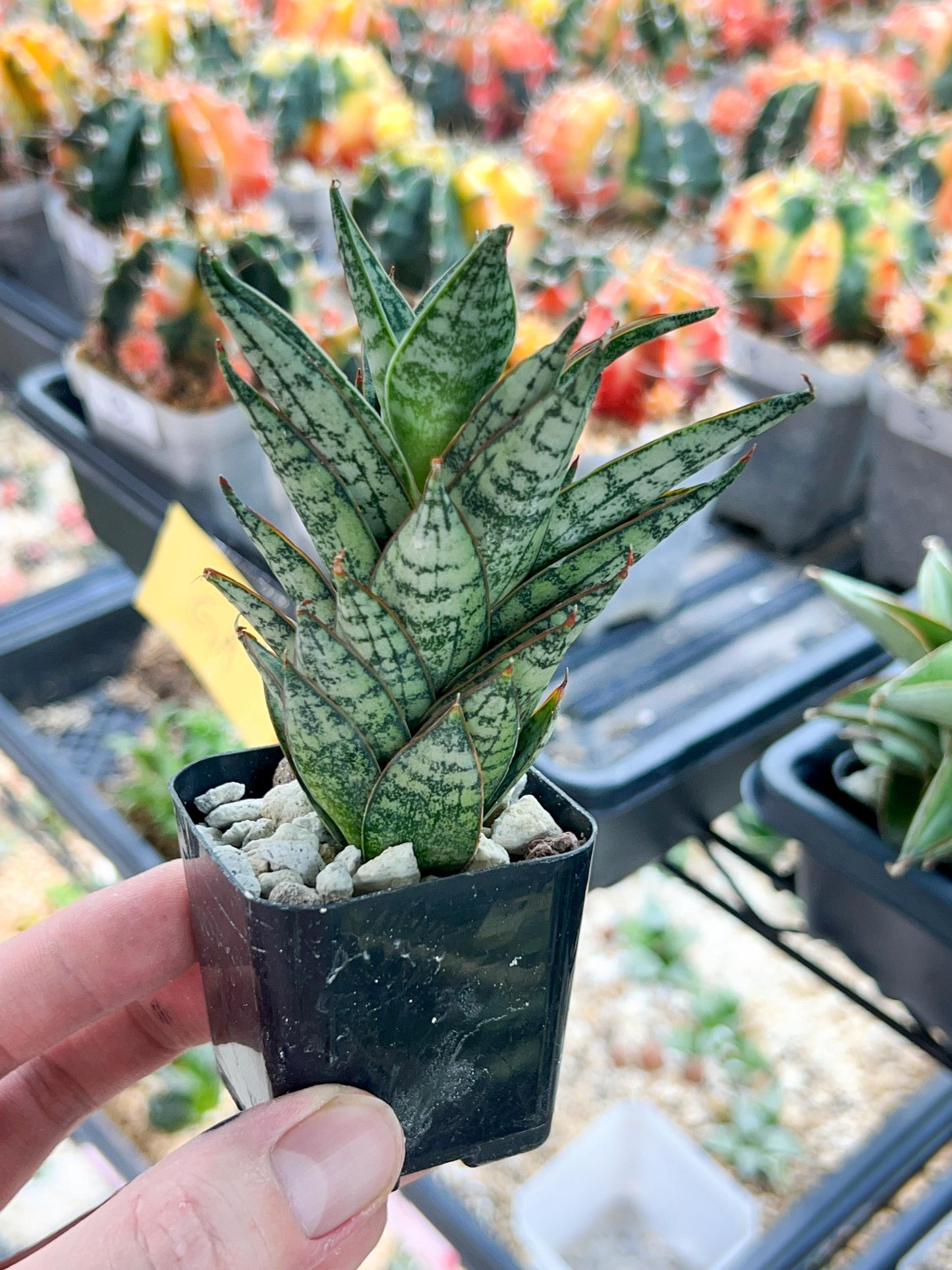 Sansevieria Margarita (#AC59) | Imported House Plants | 2" planter