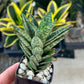 Sansevieria Margarita (#AC59) | Imported House Plants | 2" planter