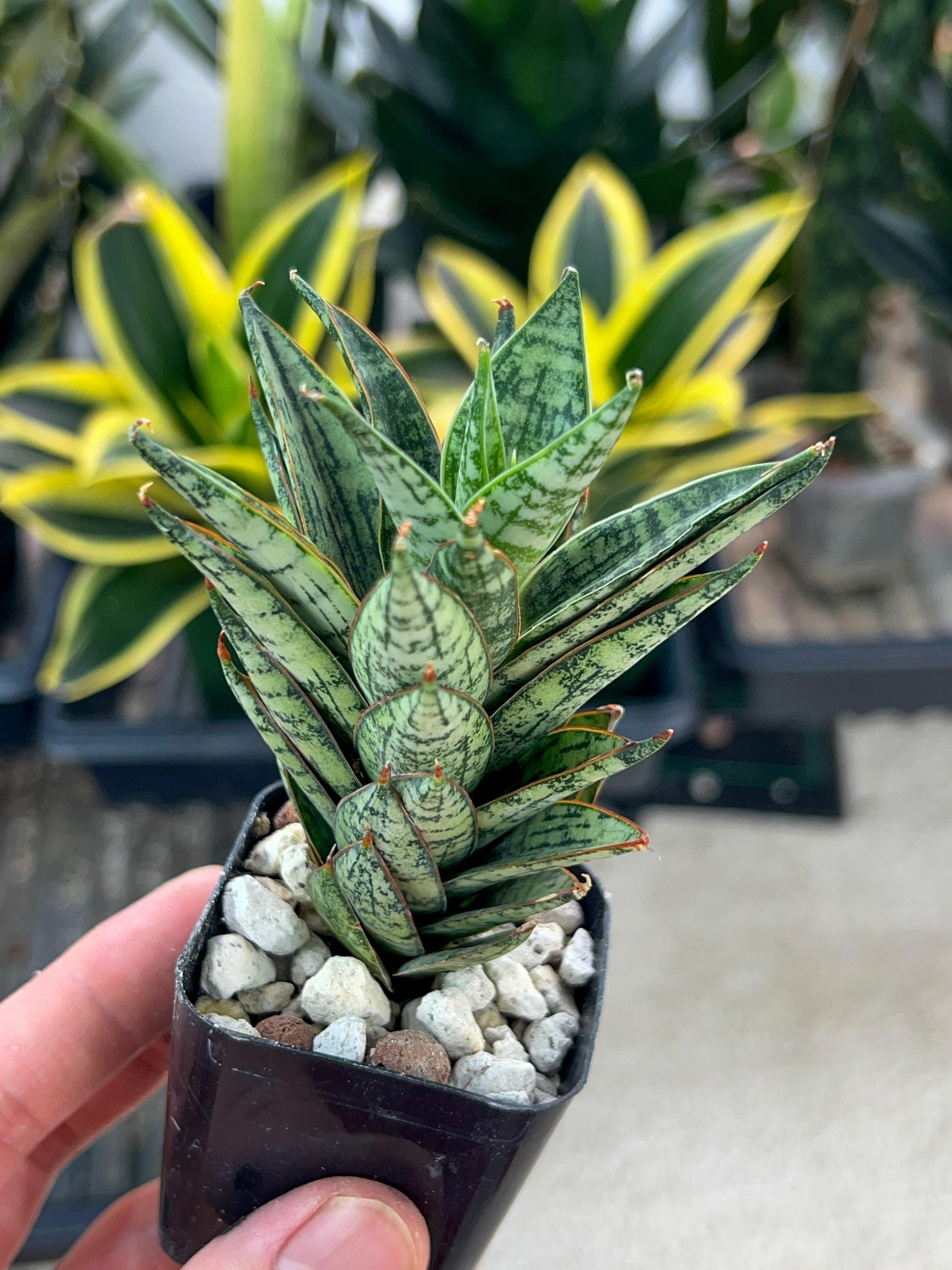 Sansevieria Margarita (#AC59) | Imported House Plants | 2" planter