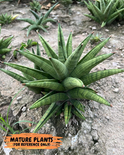 Sansevieria Enanansi (ca2) (11) | Imported House Plant