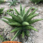 Sansevieria Ch.Enanansi (#AC52) | Rare Imported Snake Plants
