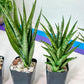 Sansevieria Hybrid No name Yet (#AC49) | Rare Imported | 2" pot