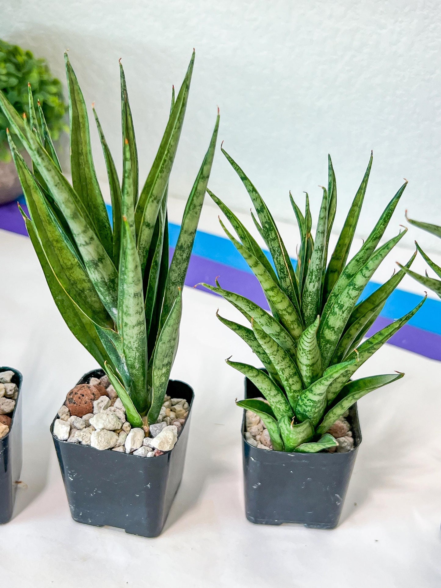 Sansevieria Hybrid No name Yet (#AC49) | Rare Imported | 2" pot