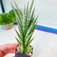 Sansevieria Hybrid No name Yet (#AC49) | Rare Imported | 2" pot