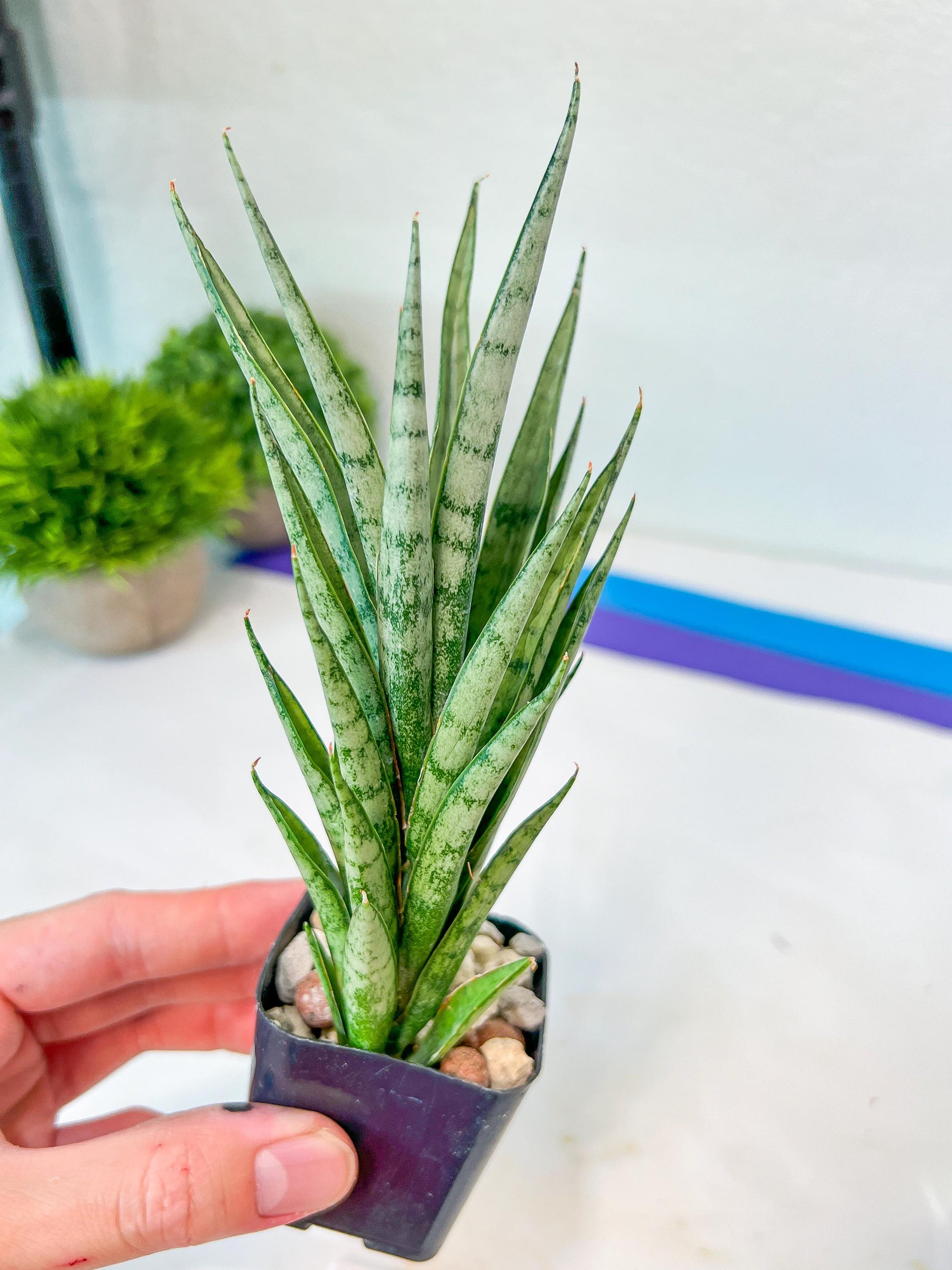 Sansevieria Hybrid No name Yet (#AC49) | Rare Imported | 2" pot