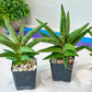 Sansevieria CH.Repeta (#AC50) | Rare Imported | 2" pot