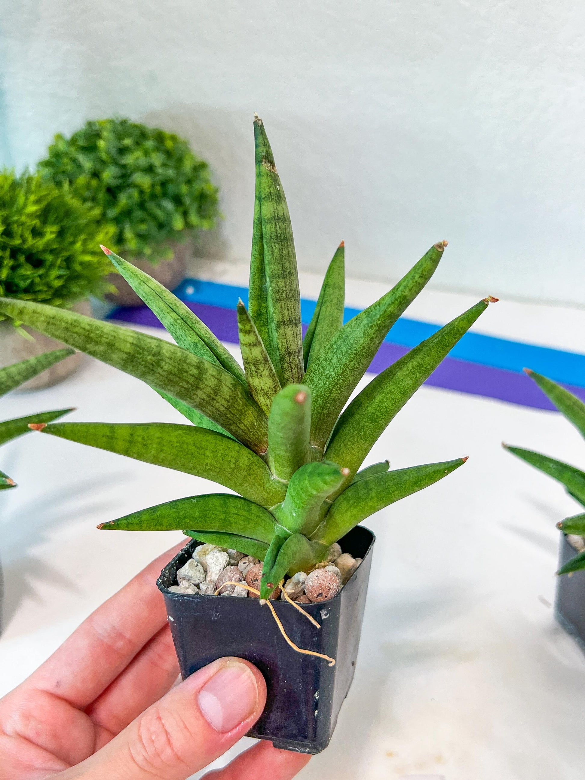 Sansevieria CH.Repeta (#AC50) | Rare Imported | 2" pot