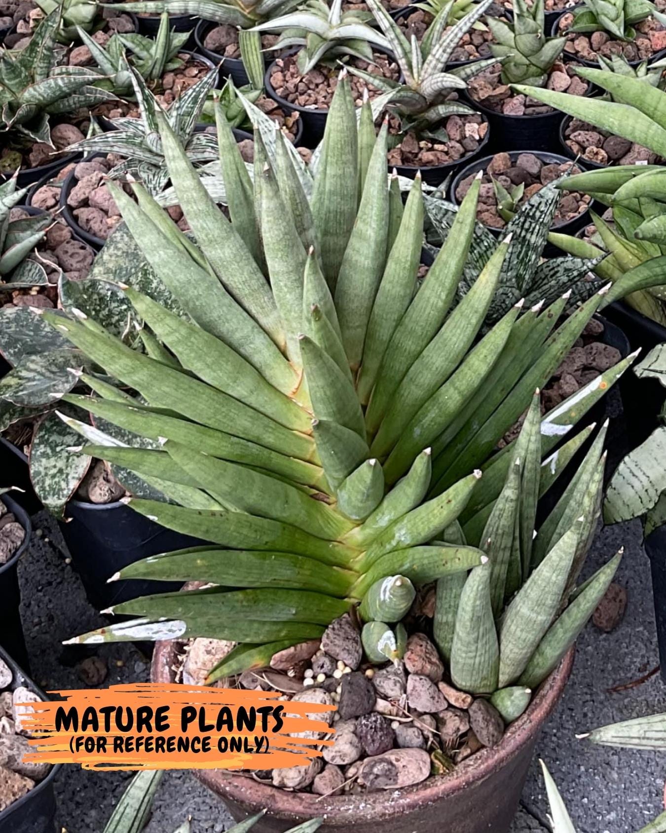 Sansevieria Repeta (#AC50) | Rare Hybrids