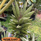 Sansevieria Bur Amar (#AC15) | Rare Imported House Plants