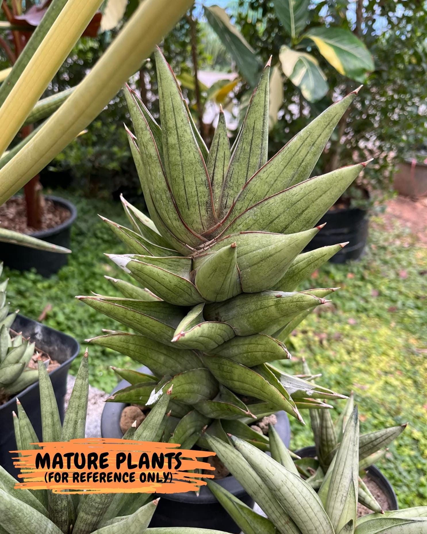 Sansevieria Bur Amar (#AC15) | Rare Imported House Plants