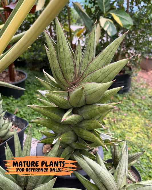Sansevieria Bur Amar (#AC15) | Rare Imported House Plants