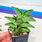 Sansevieria CH Bur Amar (#AC57) | Rare Imported | 2" pot