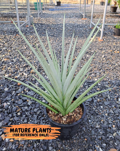 Sansevieria Kasih (Ha2) (B) | Snake Plant