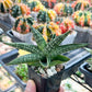 Sansevieria CH Tozlu (#AC58) | Rare Imported | 2" pot