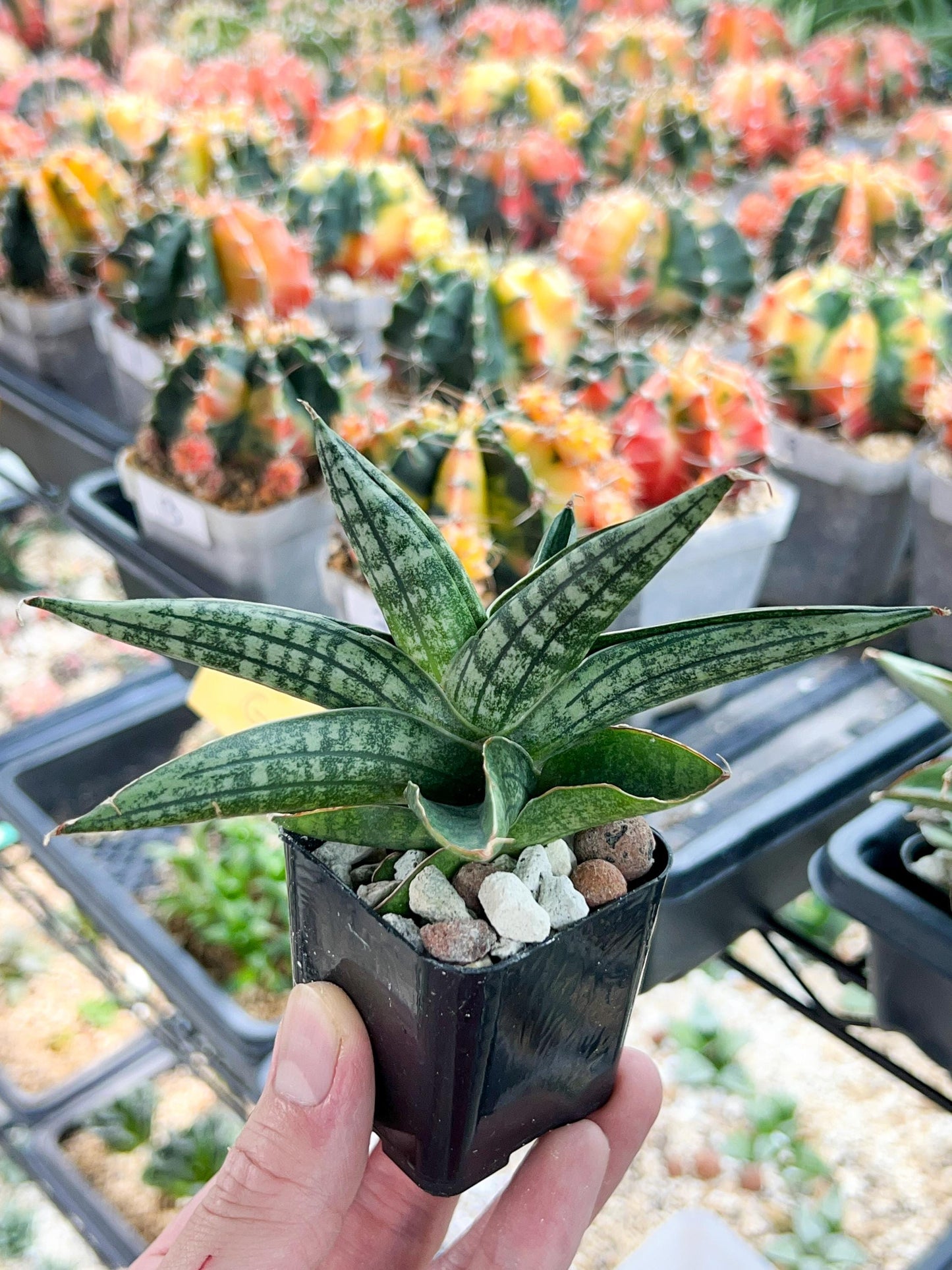 Sansevieria CH Tozlu (#AC58) | Rare Imported | 2" pot