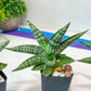 Sansevieria CH Tozlu (#AC58) | Rare Imported | 2" pot