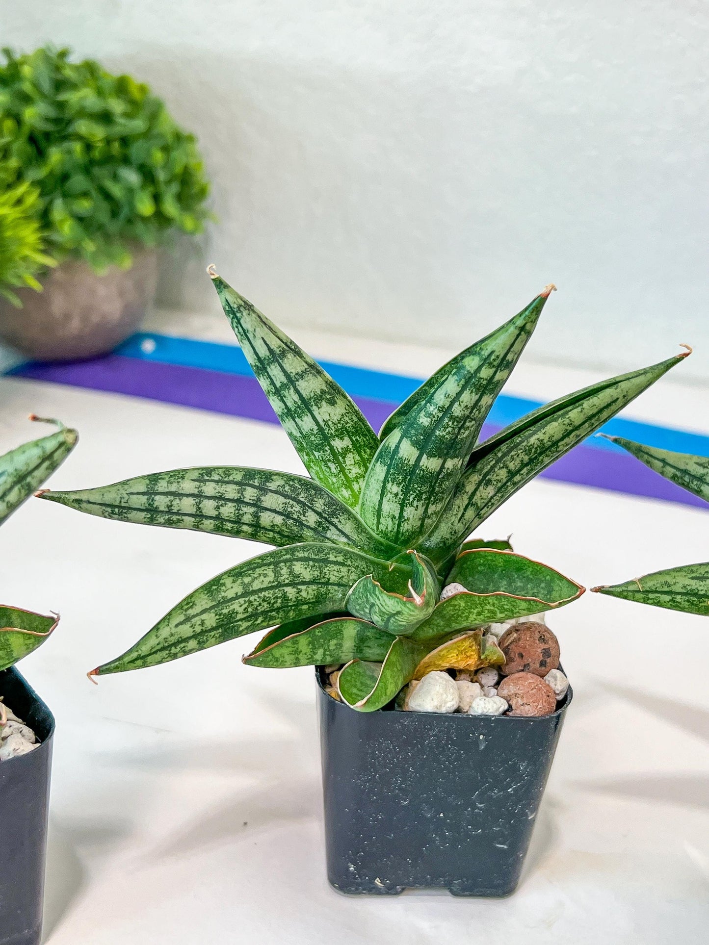 Sansevieria CH Tozlu (#AC58) | Rare Imported | 2" pot