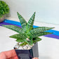 Sansevieria CH Tozlu (#AC58) | Rare Imported | 2" pot