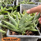 Sansevieria CH Tozlu (#AC58) | Rare Imported | 2" pot