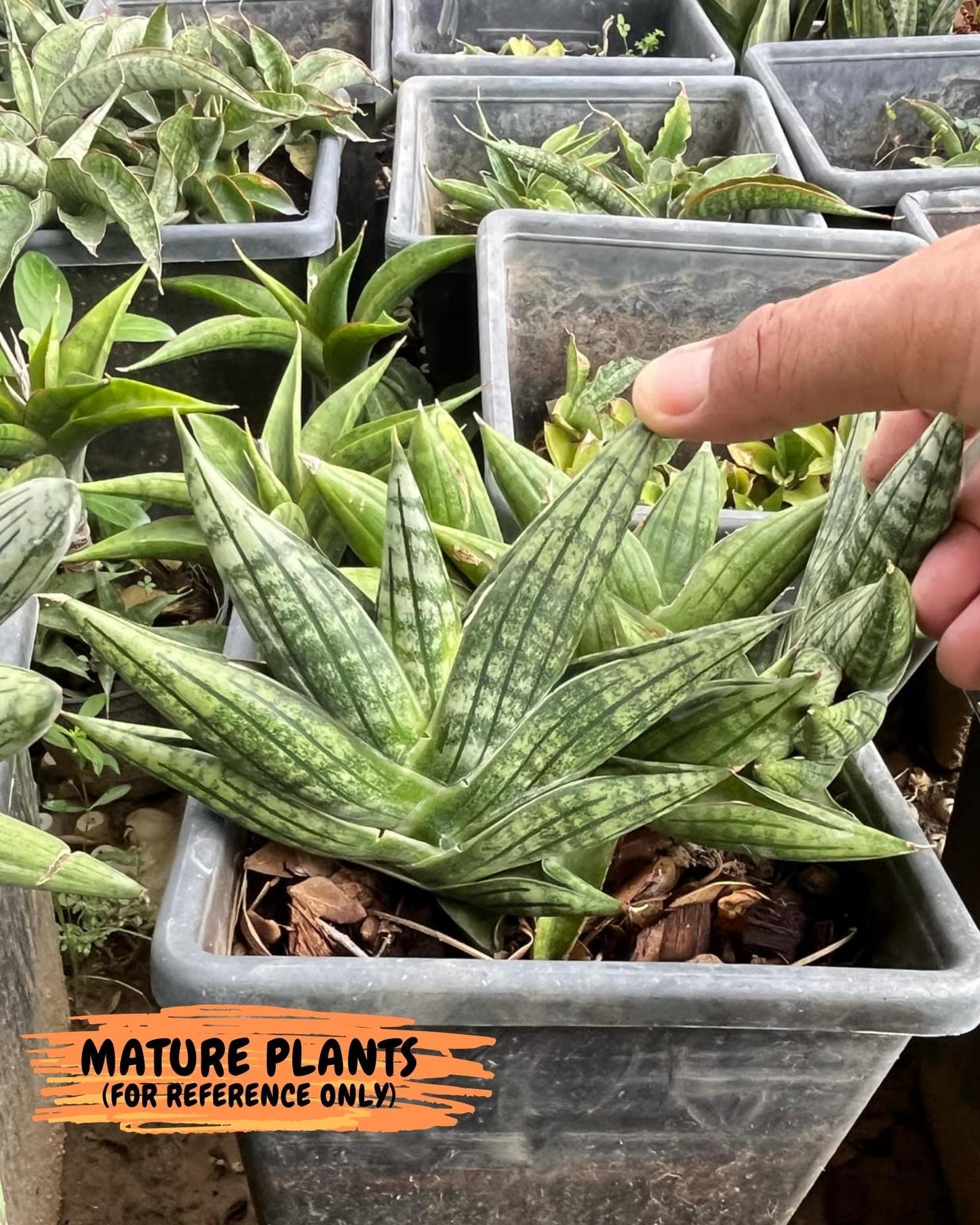 Sansevieria CH Tozlu (#AC21) | Imported Plants