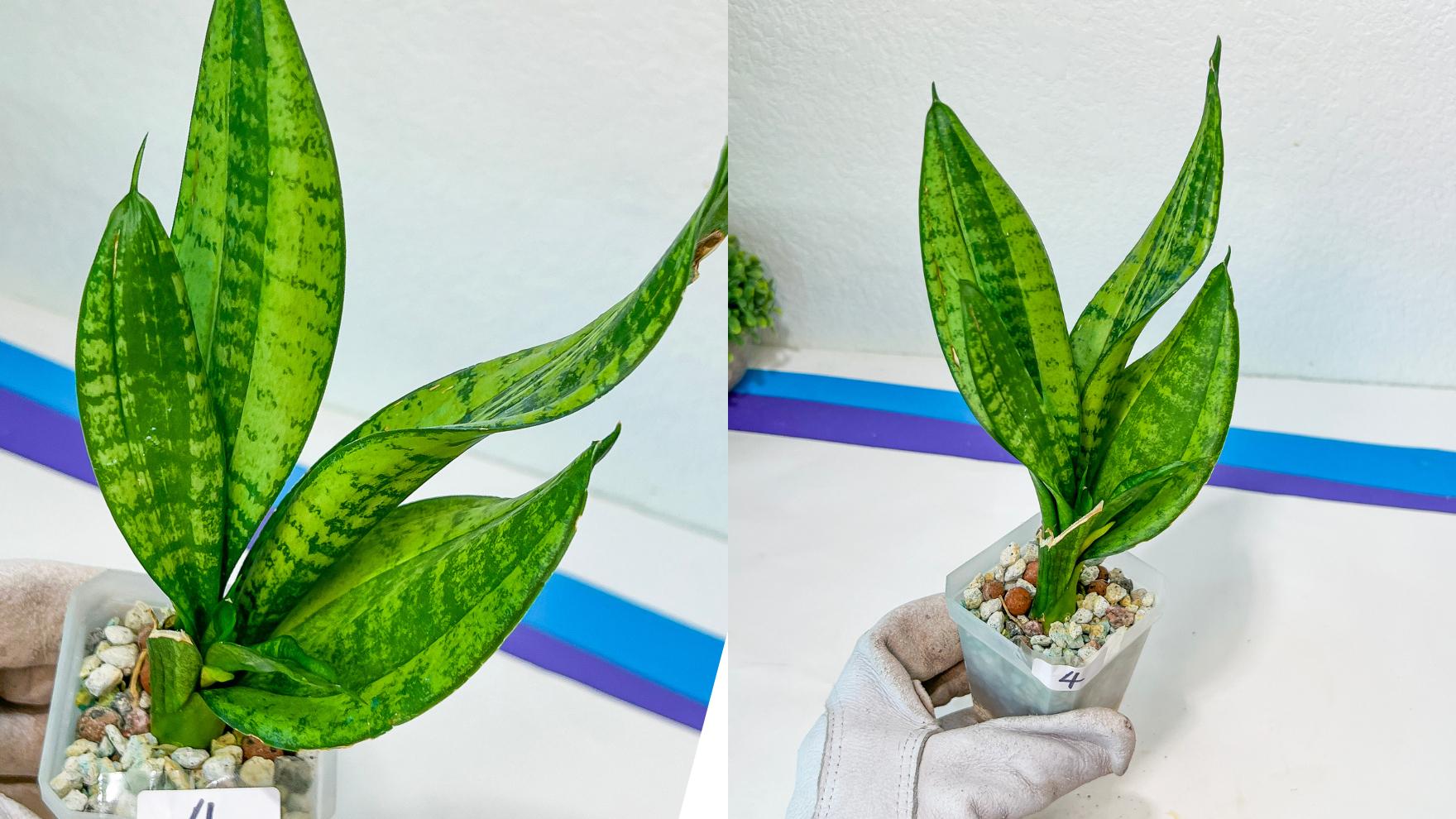 Sansevieria Rare Collections 2.5" Pot | Plant names listed in descriptions. More photos available on request (G3/1~9)