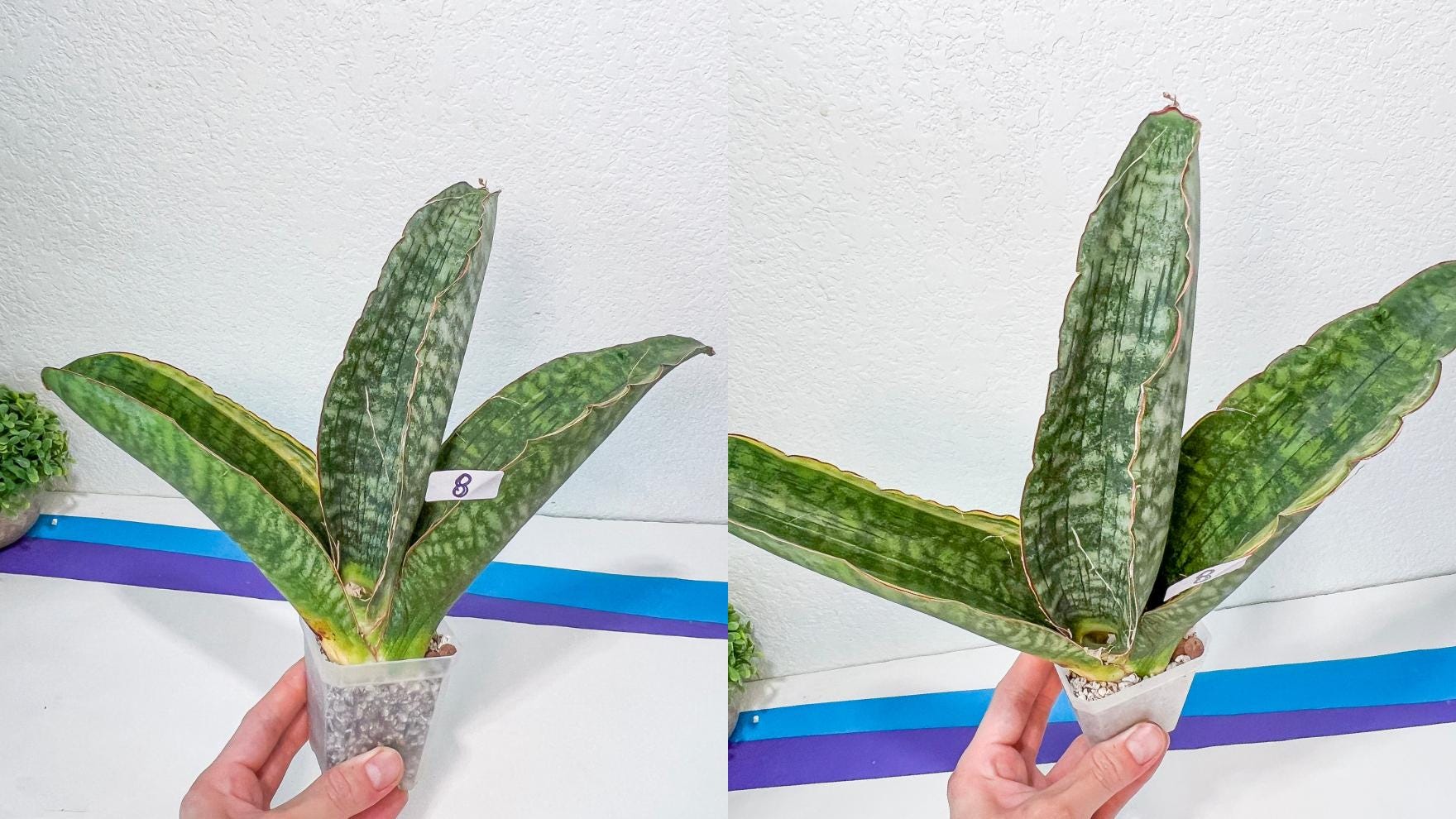 Sansevieria Rare Collections 2.5" Pot | Plant names listed in descriptions. More photos available on request (G4)