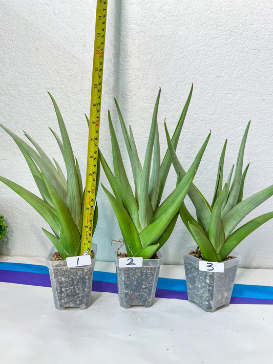 Sansevieria Chanin XL (#R54) | Imported Snake Plants