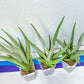 Sansevieria Chanin XL (#R54) | Imported Snake Plants