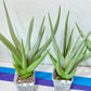 Sansevieria Chanin XL (#R54) | Imported Snake Plants