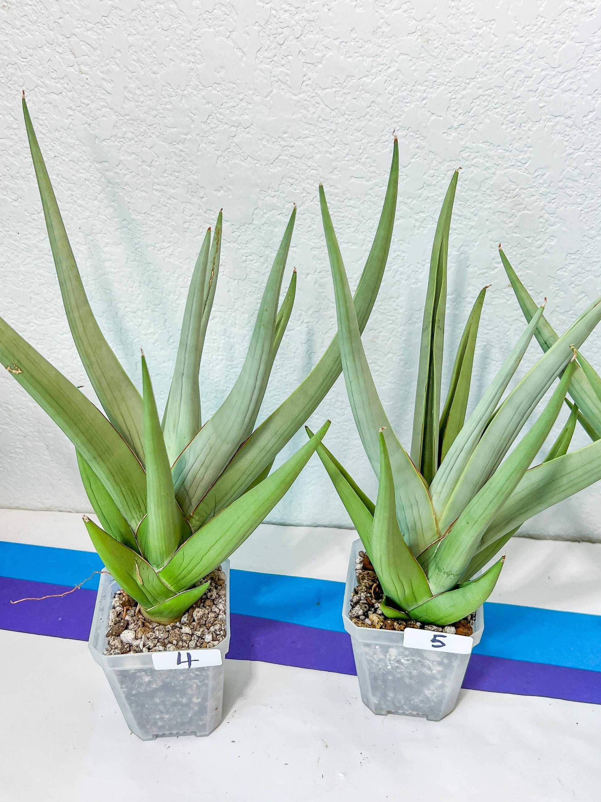 Sansevieria Chanin XL (#R54) | Imported Snake Plants