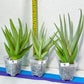 Sansevieria Chanin XL (#R54) | Imported Snake Plants