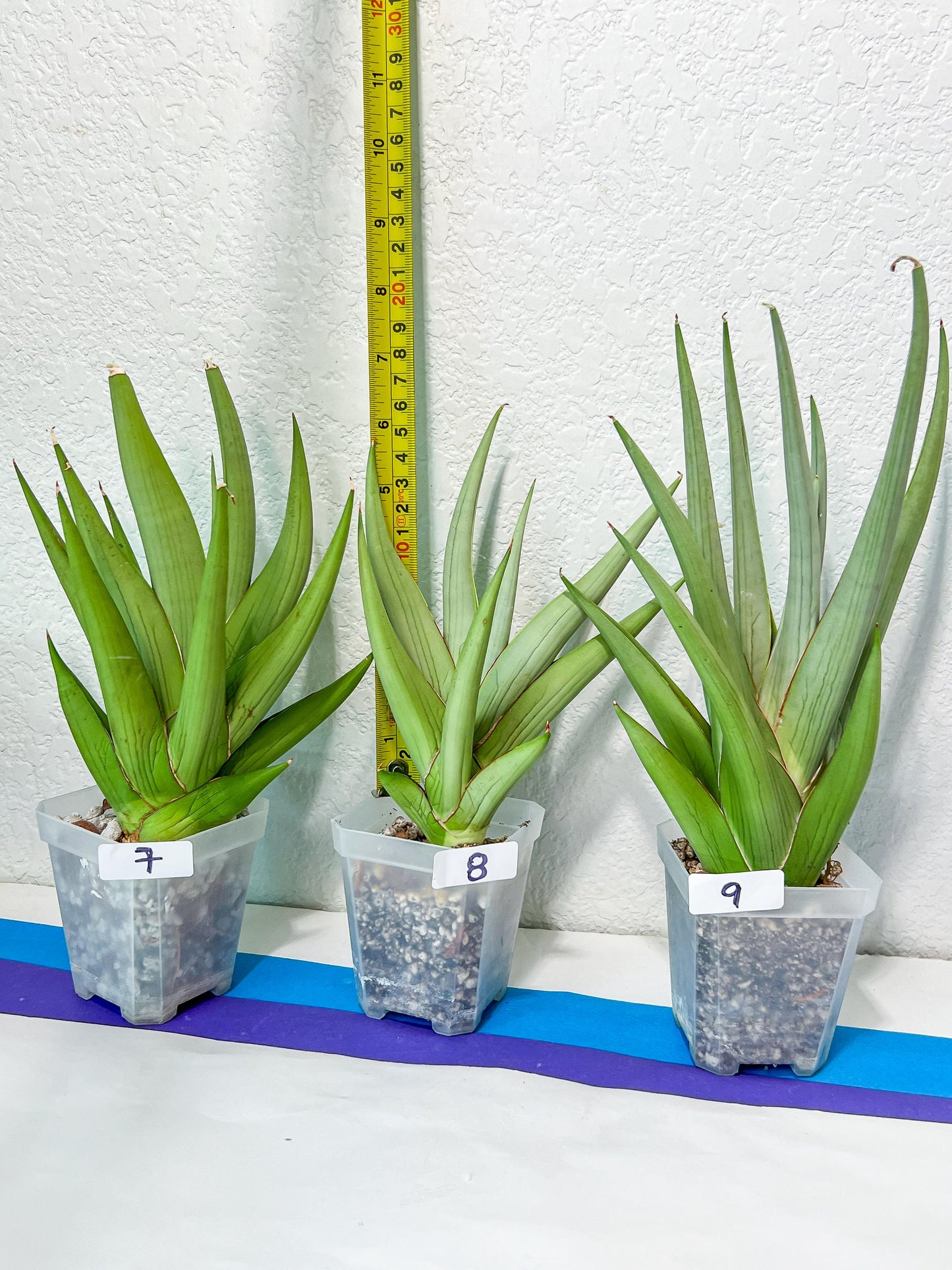 Sansevieria Chanin XL (#R54) | Imported Snake Plants