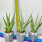 Sansevieria Chanin Small (#R54) | Imported Snake Plants