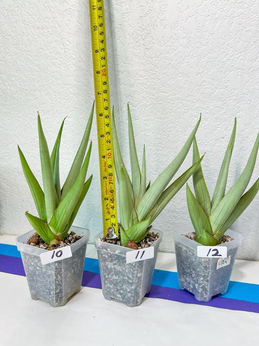 Sansevieria Chanin Small (#R54) | Imported Snake Plants