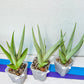 Sansevieria Chanin Small (#R54) | Imported Snake Plants