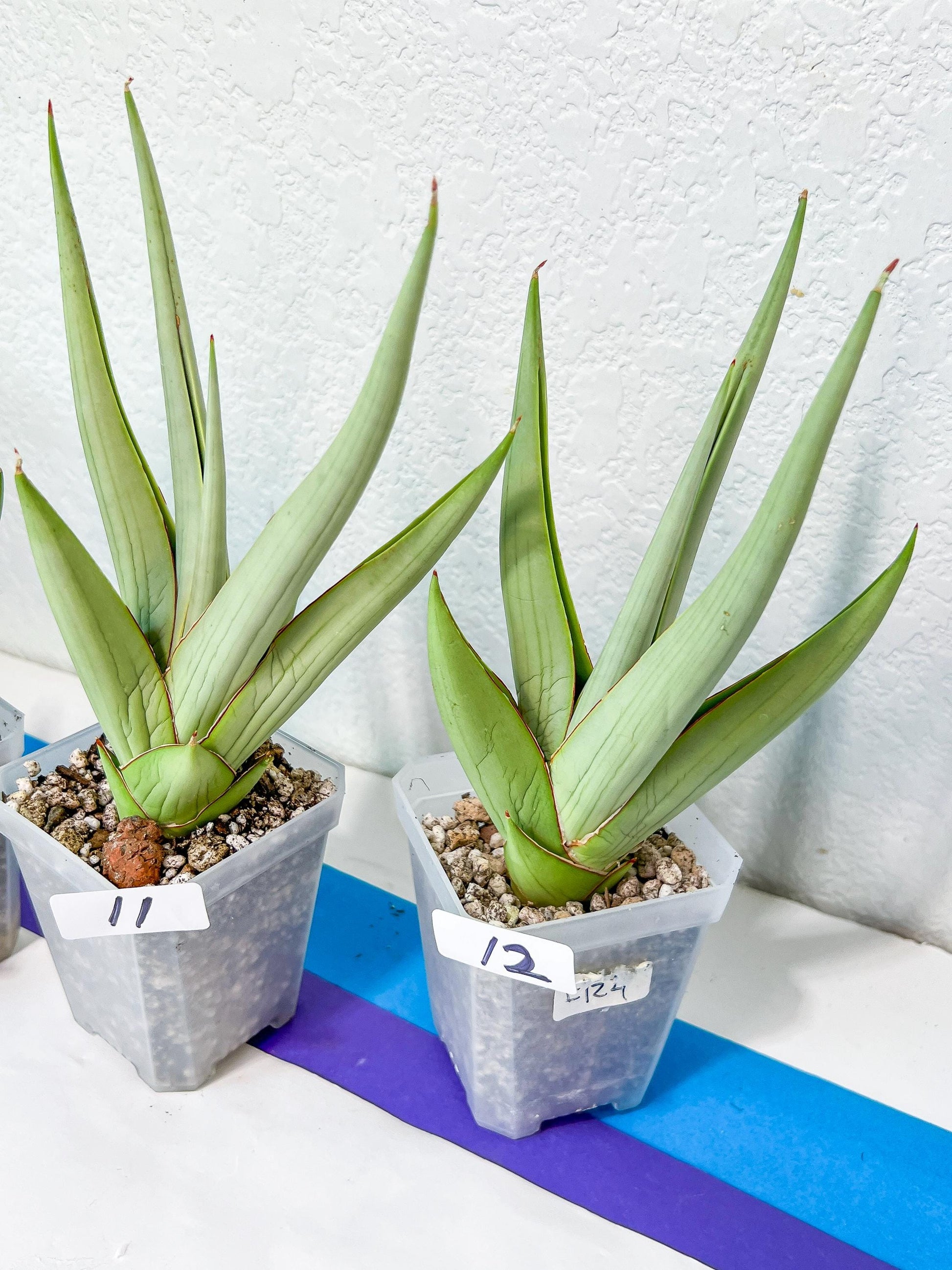 Sansevieria Chanin Small (#R54) | Imported Snake Plants