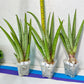 Sansevieria Astrea (#RA1~3) | Rare Limited Amount | Very Rare