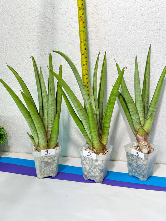 Sansevieria Astrea (#RA1~3) | Rare Limited Amount | Very Rare