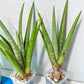 Sansevieria Astrea (#RA1~3) | Rare Limited Amount | Very Rare