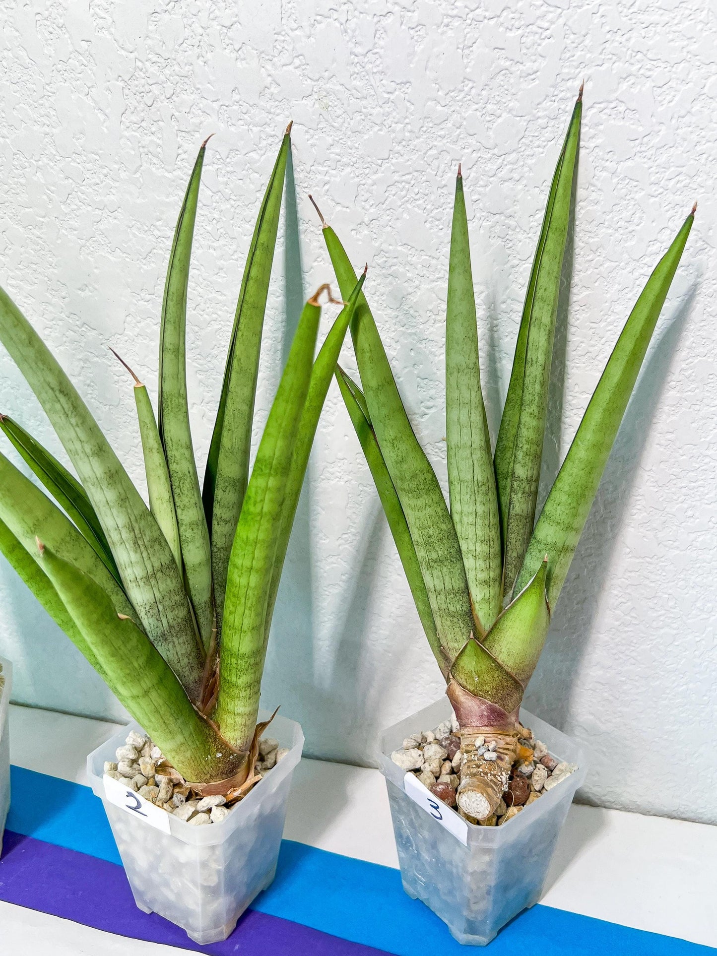 Sansevieria Astrea (#RA1~3) | Rare Limited Amount | Very Rare