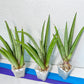 Sansevieria Astrea (#RA1~3) | Rare Limited Amount | Very Rare