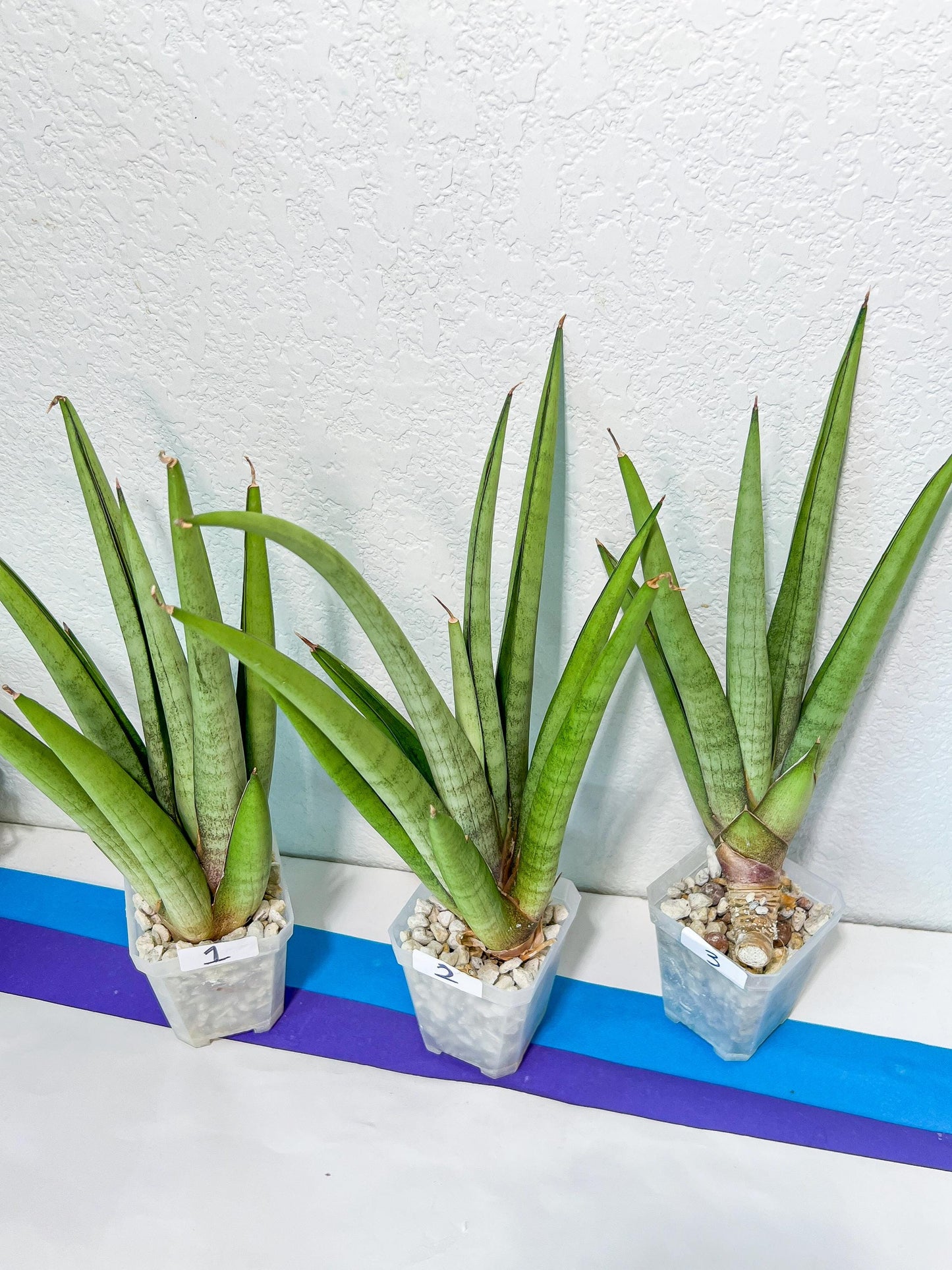 Sansevieria Astrea (#RA1~3) | Rare Limited Amount | Very Rare