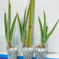 Sansevieria Astrea (#RA1~3) | Rare Limited Amount | Very Rare