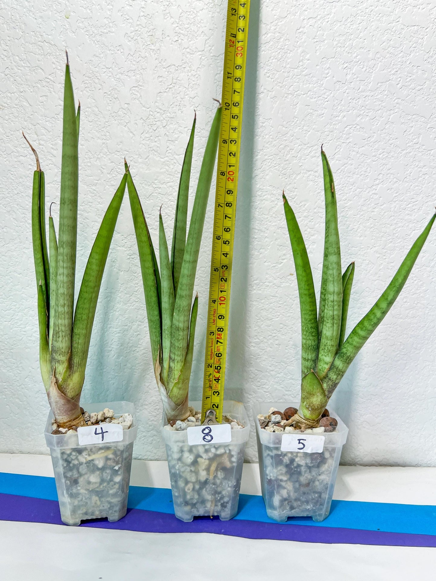 Sansevieria Astrea (#RA1~3) | Rare Limited Amount | Very Rare