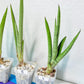 Sansevieria Astrea (#RA1~3) | Rare Limited Amount | Very Rare