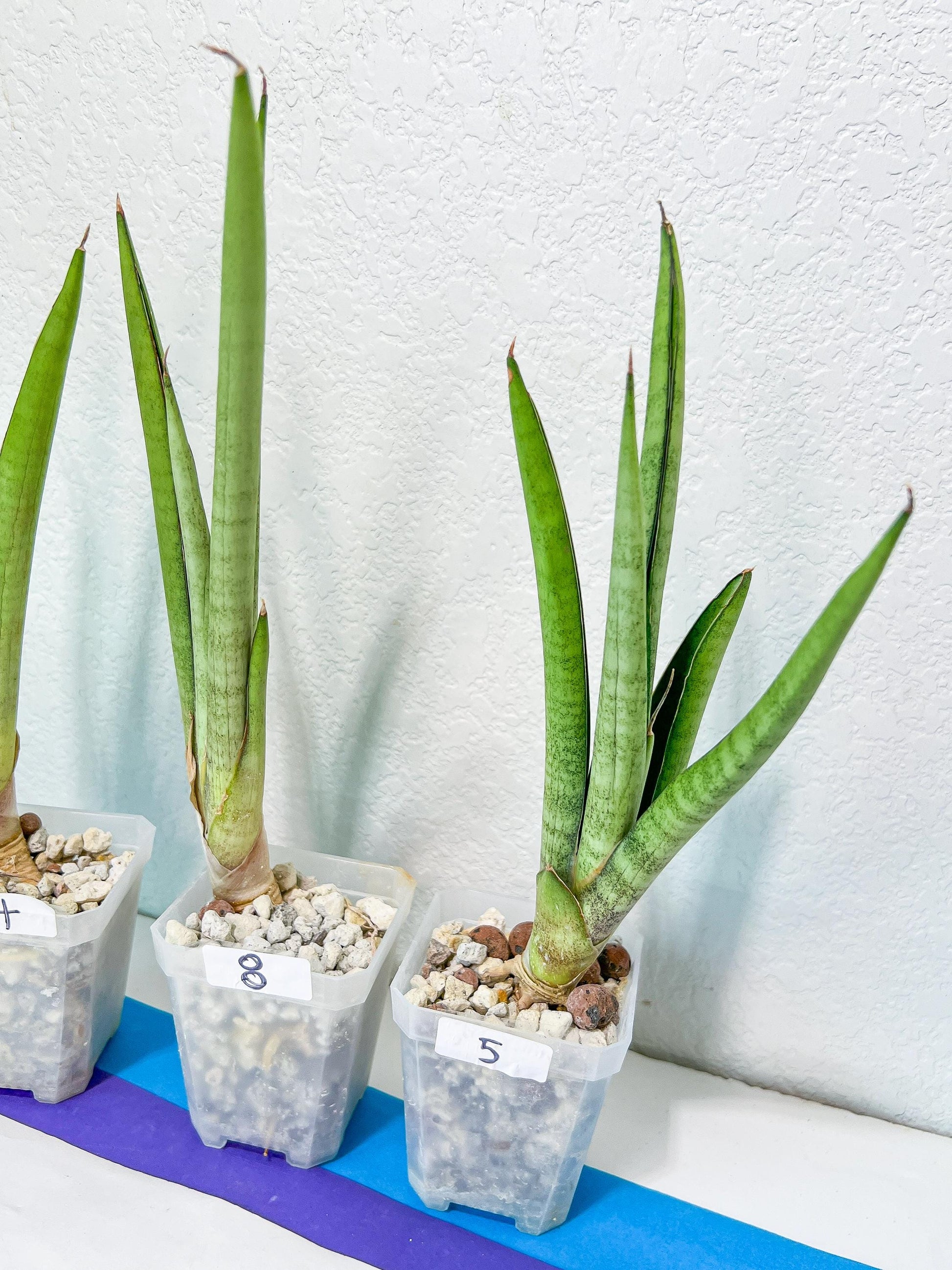 Sansevieria Astrea (#RA1~3) | Rare Limited Amount | Very Rare