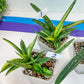 Sansevieria Cylindrica Boncel Variegata (#1~8) | Variegated Plant | 2" Planter