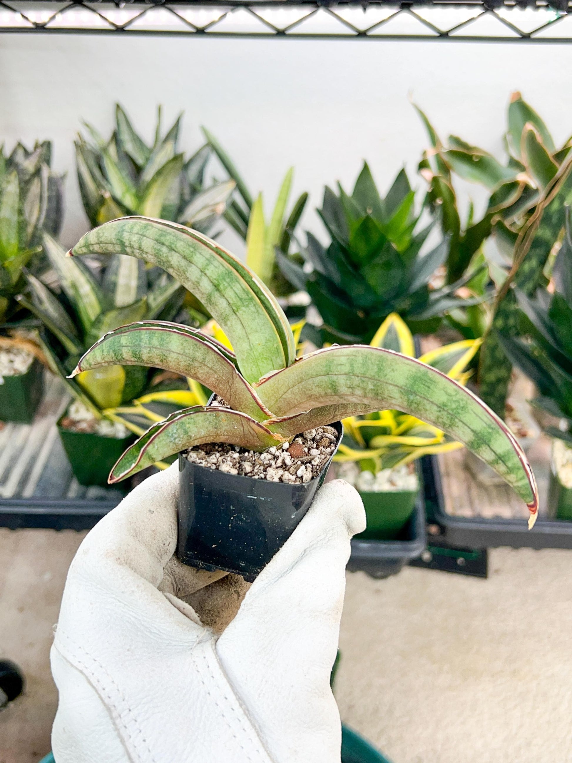 Sansevieria Pfisteri (#AC60) | Very Rare and hard to import | 2' pot