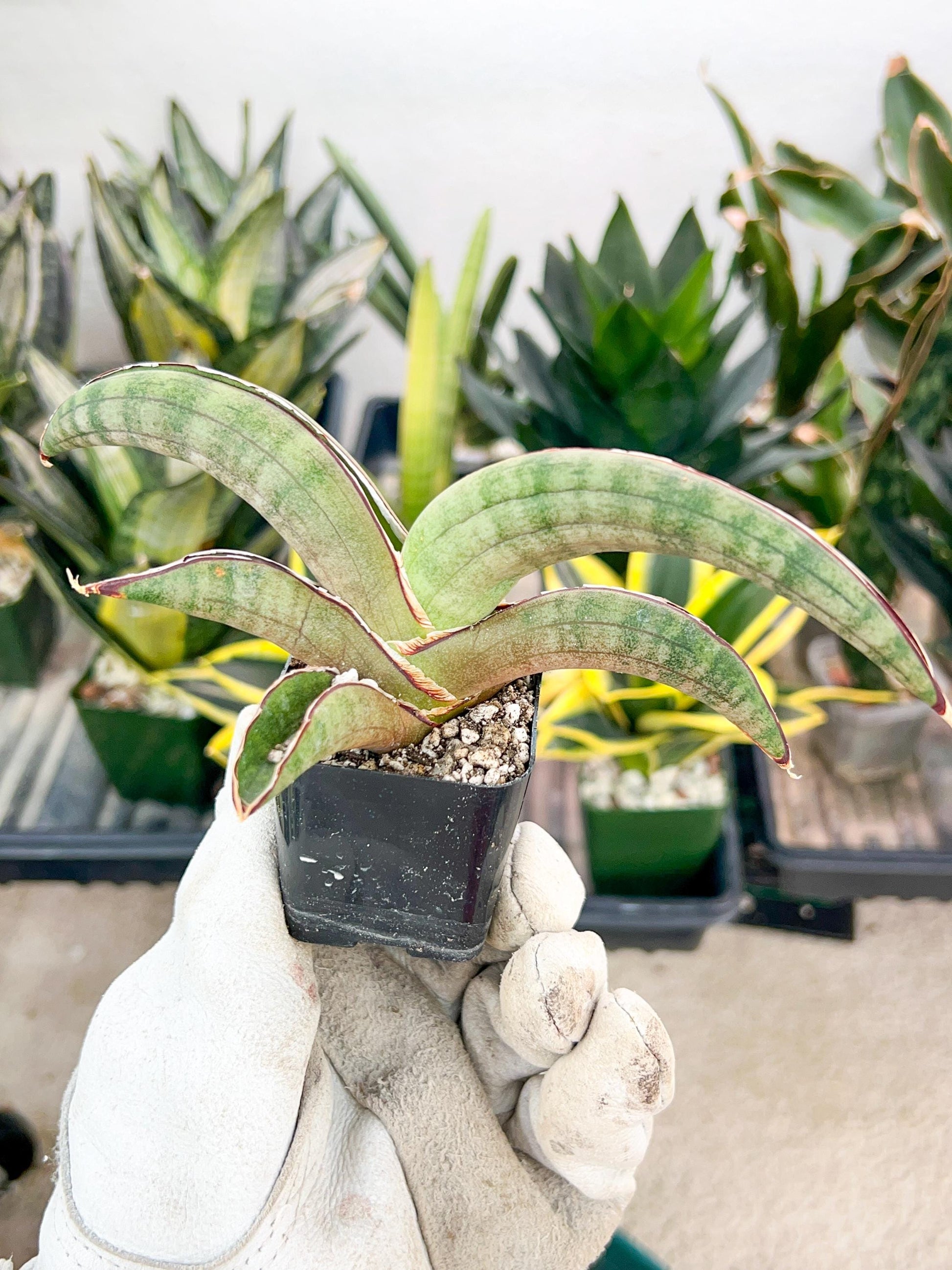 Sansevieria Pfisteri (#AC60) | Very Rare and hard to import | 2' pot