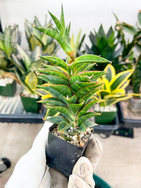 Sansevieria Hybrid Black Eye (AC61) | Imported Snake Plant | 2" Pot